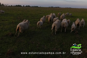Fazenda com 1496 ha em Cachoeira do Sul localidade Irapu�.00_00_50_39.Quadro027_71d85d3a0253b673672caa5f0ca4ce39005321a6.jpg